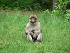 macaque monkey at the Monkey Forest in Staffordshire